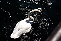 Lago di Como_090
